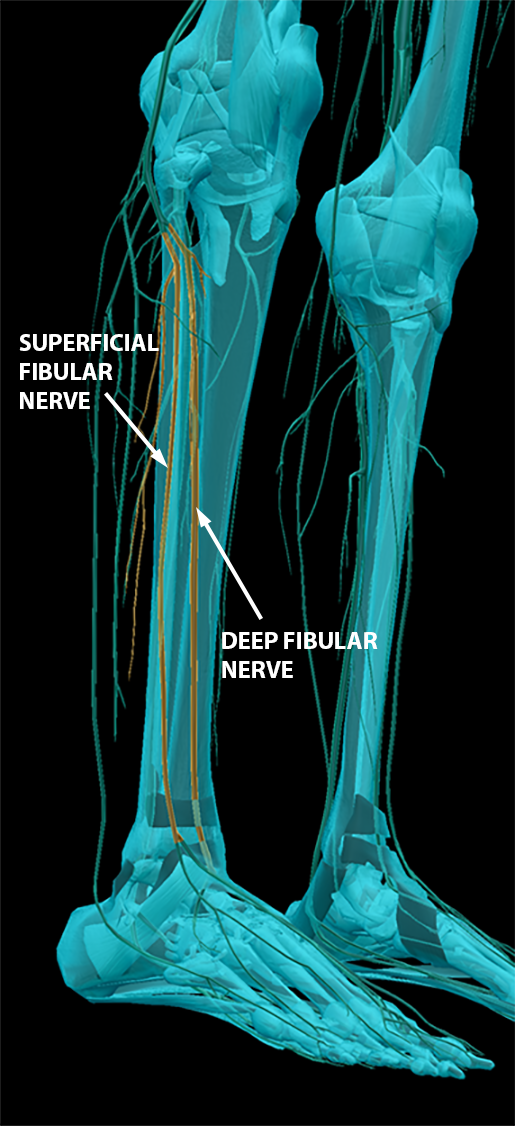 You've Got Some Nerve(s): Exploring the Spinal Nerves